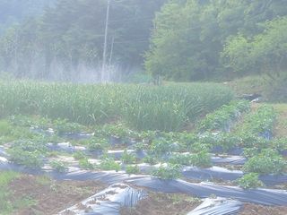 소농부인님의 마늘 · 일상 작성글 사진