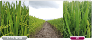 정호영님의 작성글 사진