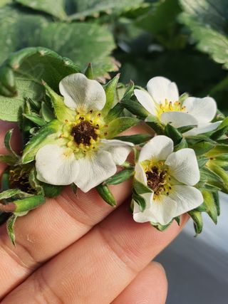 꼬맹님의 딸기 · 병해충상담 작성글 사진