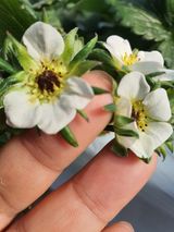 팜모닝 딸기·병해충상담 게시글 이미지