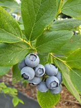 팜모닝 블루베리·자유게시판 게시글 이미지