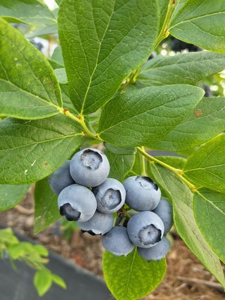 마음길베리님의 블루베리 · 자유게시판 작성글 사진