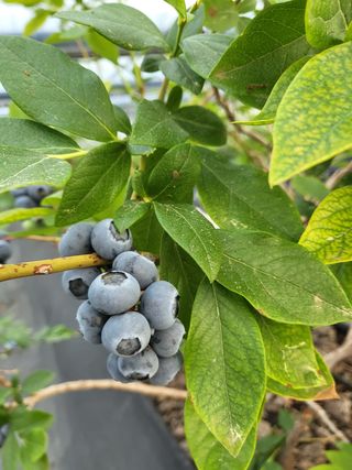 마음길베리님의 블루베리 · 자유게시판 작성글 사진