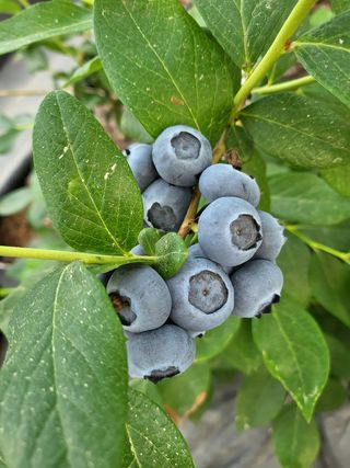 마음길베리님의 블루베리 · 자유게시판 작성글 사진