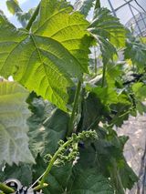 팜모닝 포도·자유게시판 게시글 이미지