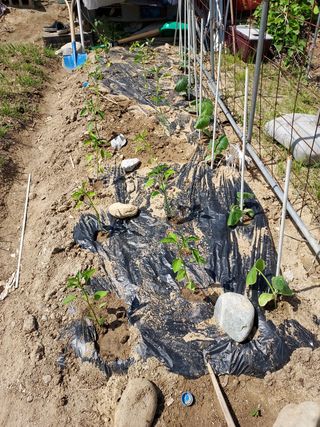 최병화 님의 고추 · 일상 작성글 사진