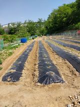 팜모닝 기타작물·자유게시판 게시글 이미지