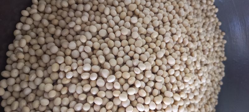 논산 농부 부인님의 장터 판매 상품 [백태1키로 7.000] 첨부 사진