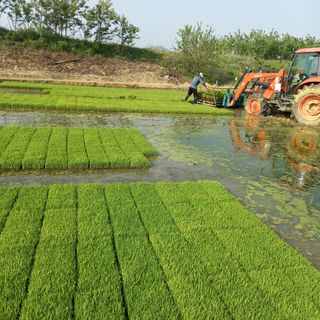 낙엽교목류14436님의 벼 · 자유게시판 작성글 사진