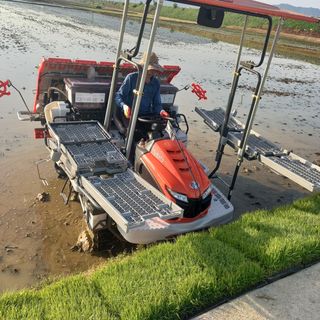 낙엽교목류14436님의 벼 · 자유게시판 작성글 사진