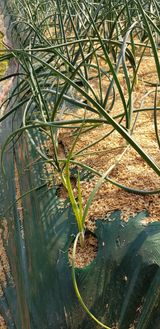 팜모닝 양파·병해충상담 게시글 이미지