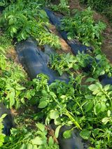 팜모닝 감자·자유게시판 게시글 이미지