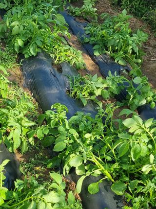 써니님.님의 감자 · 자유게시판 작성글 사진