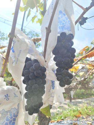 허니캠벨님의 작성글 사진