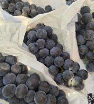 허니캠벨님의 작성글 사진