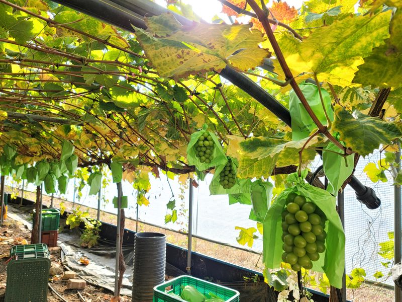 허니캠벨님의 장터 판매 상품 [[품절]꿀봉포도즙] 첨부 사진