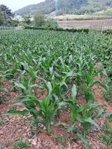 팜모닝 콩·자유게시판 게시글 이미지