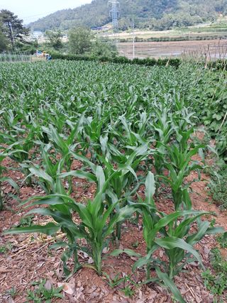 장민경님의 콩 · 자유게시판 작성글 사진