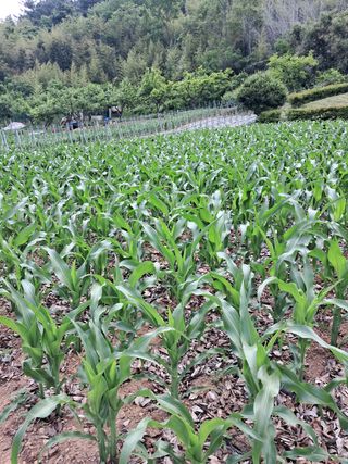 장민경님의 콩 · 자유게시판 작성글 사진