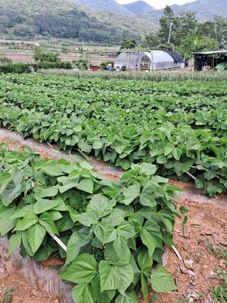 장민경님의 콩 · 자유게시판 작성글 사진