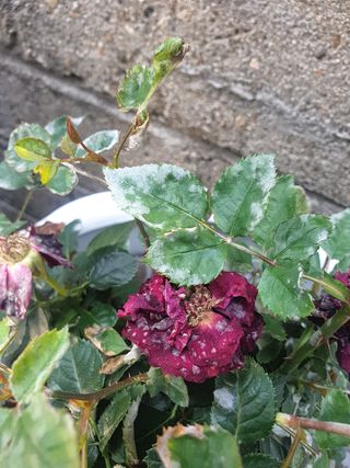 한농농약종묘사님의 기타작물 · 병해충상담 작성글 사진