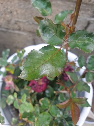 한농농약종묘사님의 기타작물 · 병해충상담 작성글 사진