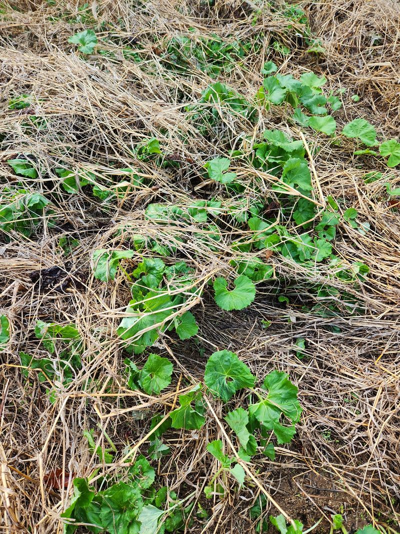 장터 상품 [자연산 무농약 머위대  머위나물] 썸네일