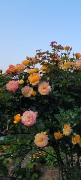 팜모닝 우리동네·동네자랑 게시글 이미지