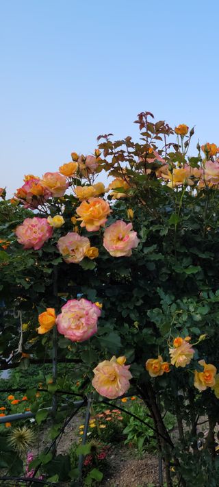 이숲농원님의 우리동네 · 동네자랑 작성글 사진