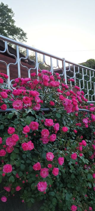 이숲농원님의 우리동네 · 동네자랑 작성글 사진