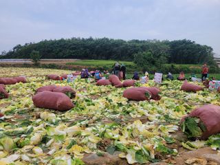 박수열님의 배추 · 결구기 농작업 작성글 사진