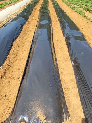 정택님의 고구마 · 자유게시판 작성글 사진