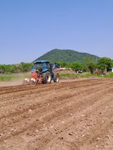 팜모닝 옥수수·자유게시판 게시글 이미지