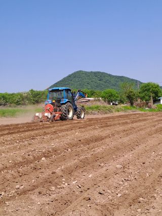 이상기님의 옥수수 · 자유게시판 작성글 사진