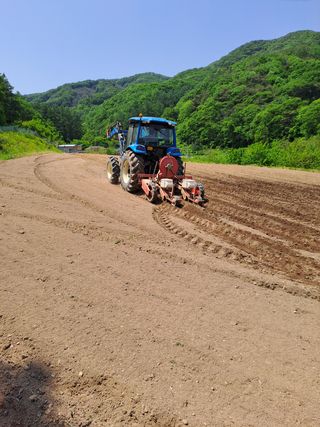 이상기님의 옥수수 · 자유게시판 작성글 사진