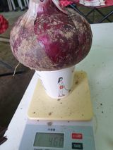 팜모닝 양파·자유게시판 게시글 이미지