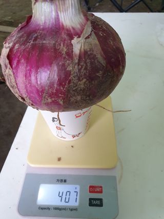 도시부부농부님의 양파 · 자유게시판 작성글 사진