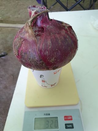 도시부부농부님의 양파 · 자유게시판 작성글 사진