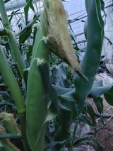 팜모닝 옥수수·자유게시판 게시글 이미지