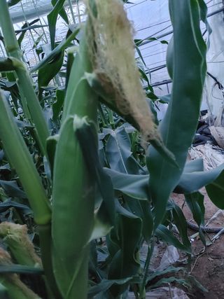 부농이네(이나영)님의 옥수수 · 자유게시판 작성글 사진