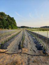 팜모닝 고추·일상 게시글 이미지