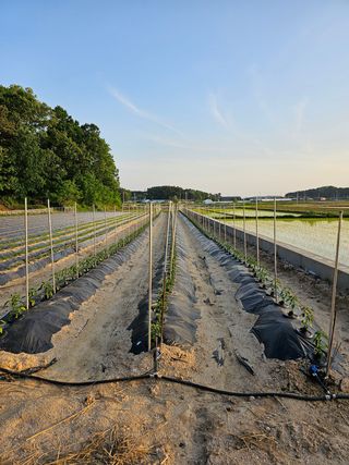 주명숙님의 고추 · 일상 작성글 사진