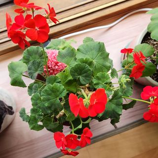 홍종만님의 자유주제 · 사진전 작성글 사진