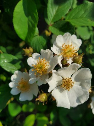 봉우재농부님의 자유주제 · 사진전 작성글 사진