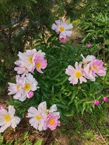 팜모닝 자유주제·자유게시판 게시글 이미지