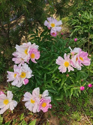 팜모닝회원 최창락 님의 자유주제 · 자유게시판 작성글 사진