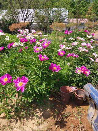 팜모닝회원 최창락 님의 자유주제 · 자유게시판 작성글 사진