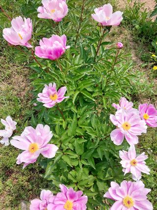 팜모닝회원 최창락 님의 자유주제 · 자유게시판 작성글 사진