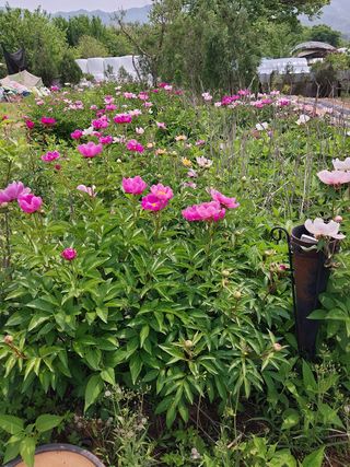 팜모닝회원 최창락 님의 자유주제 · 자유게시판 작성글 사진