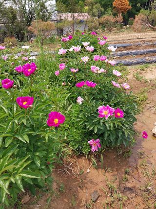 팜모닝회원 최창락 님의 자유주제 · 자유게시판 작성글 사진